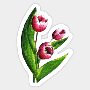 Pink Tulip Flowers Watercolor Painting Sticker